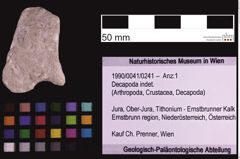 Foto (Objekt + Etiketten) von Decapoda indet. (NHMW-GEO-1990-0041-0241)